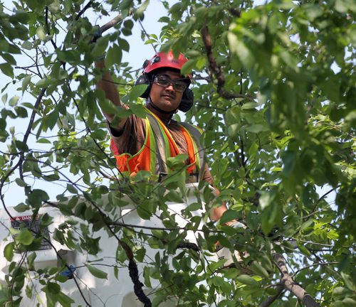 Arborist Grundig Avila takes down a Chokecherry tree diseased with Blackknot in Osborne VIllage Tuesday. See story. May 26, 2015 - (Phil Hossack / Winnipeg Free Press)