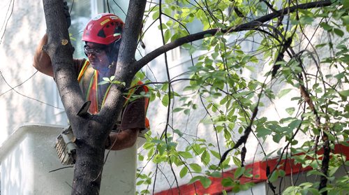 Arborist Grundig Avila takes down a Chokecherry tree diseased with Blackknot in Osborne VIllage Tuesday. See story. May 26, 2015 - (Phil Hossack / Winnipeg Free Press)