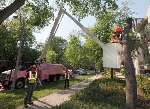 Arborist Grundig Avila  (right in bucket) takes down a Chokecherry tree diseased with Blackknot in Osborne VIllage Tuesday. See story. May 26, 2015 - (Phil Hossack / Winnipeg Free Press)