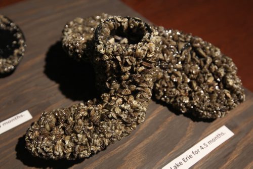 Conservation and Water Stewardship Minister Tom Nevakshonoff gives update on Zebra mussel fight in Manitoba at the Manitoba Legislature Thursday- A sample of boat propeller covered in zebra mussels from Lake Erie after being in the water for 4.5 months-See Bruce Owen Story-May 28, 2015   (JOE BRYKSA / WINNIPEG FREE PRESS)