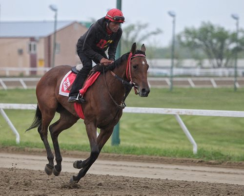 Jockey Chavion Chow puts 3-year-old filly GotTheSmarts through its morning paces despite the steady drizzle at the Assiniboia Downs early Thursday morning. 150528 May 28, 2015 Mike Deal / Winnipeg Free Press