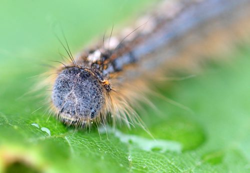 Forest Tent caterpillars in downtown Winnipeg  -See Aldo Santin story- May 28, 2015   (JOE BRYKSA / WINNIPEG FREE PRESS)