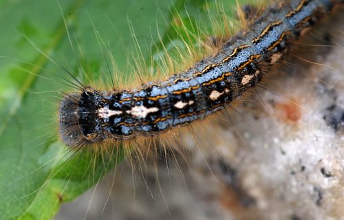 Forest Tent caterpillars in downtown Winnipeg  -See Aldo Santin story- May 28, 2015   (JOE BRYKSA / WINNIPEG FREE PRESS)