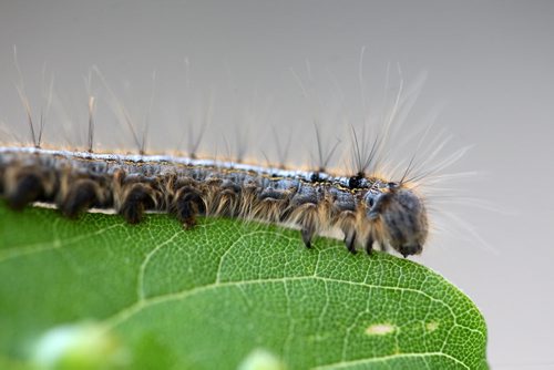 Forest Tent caterpillars in downtown Winnipeg  -See Aldo Santin story- May 28, 2015   (JOE BRYKSA / WINNIPEG FREE PRESS)