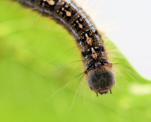 Forest Tent caterpillars in downtown Winnipeg  -See Aldo Santin story- May 28, 2015   (JOE BRYKSA / WINNIPEG FREE PRESS)