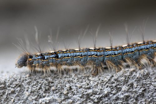 Forest Tent caterpillars in downtown Winnipeg  -See Aldo Santin story- May 28, 2015   (JOE BRYKSA / WINNIPEG FREE PRESS)