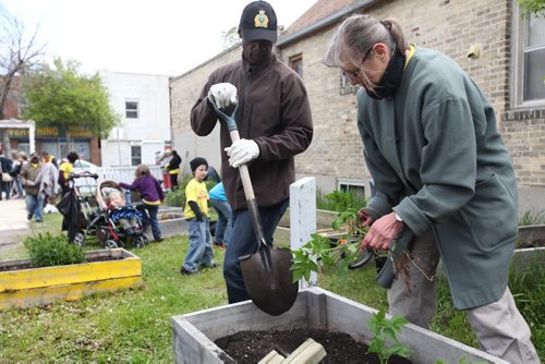 Police Chief Devon Clunis helps Helen Shettler, one of many volunteers from Gateway Church replant raspberry bushes in garden beds in the Selkirk Ave. Community Garden on Friday.  This event was a part of the -  Restore Our Core initiative taking place this weekend with shared support by Wpg Police Service, Love Winnipeg and concerned citizens and business leaders to create safer, cleaner and stronger communities in all areas of the city including the core and North End.    May 29, 2015 Ruth Bonneville / Winnipeg Free Press