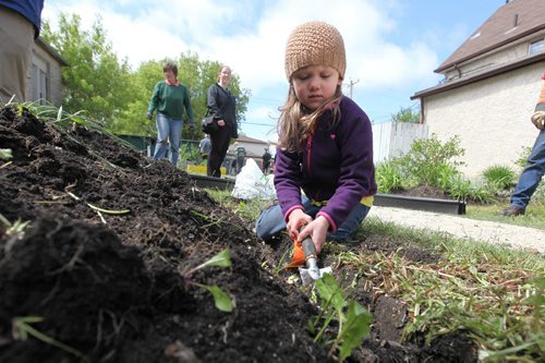 Five-year-old Faith Keele digs out weeds from a garden bed in the Selkirk Ave. Community Garden on Friday while volunteering with her family and church group (Gateway Church) to cleanup the garden.   This event was a part of the -  Restore Our Core initiative taking place this weekend with shared support by Wpg Police Service, Love Winnipeg and concerned citizens and business leaders to create safer, cleaner and stronger communities in all areas of the city including the core and North End.    May 29, 2015 Ruth Bonneville / Winnipeg Free Press