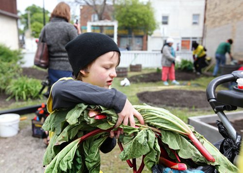 Sevon-year-old Keenan Keele digs out old rhubarb from a garden bed in the Selkirk Ave. Community Garden on Friday while volunteering with his family and church group (Gateway Church) to cleanup the garden.   This event was a part of the -  Restore Our Core initiative taking place this weekend with shared support by Wpg Police Service, Love Winnipeg and concerned citizens and business leaders to create safer, cleaner and stronger communities in all areas of the city including the core and North End.    May 29, 2015 Ruth Bonneville / Winnipeg Free Press