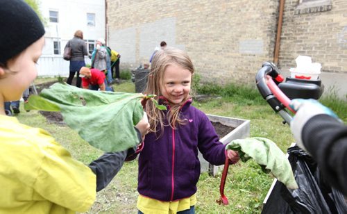 Five-year-old Faith Keele digs out old rhubarb from a garden bed in the Selkirk Ave. Community Garden on Friday while volunteering with her family and church group (Gateway Church) to cleanup the garden.   This event was a part of the -  Restore Our Core initiative taking place this weekend with shared support by Wpg Police Service, Love Winnipeg and concerned citizens and business leaders to create safer, cleaner and stronger communities in all areas of the city including the core and North End.    May 29, 2015 Ruth Bonneville / Winnipeg Free Press
