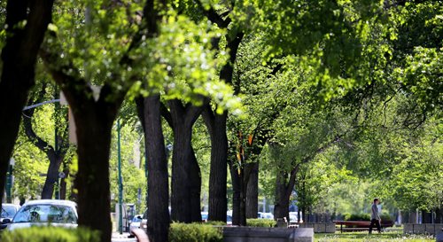 Pedestrian walking across Broadway at Carlton, Saturday, May 30, 2015. (TREVOR HAGAN/WINNIPEG FREE PRESS)