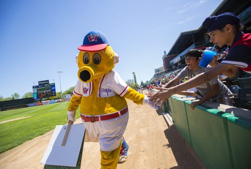 Goldeyes mascot Goldie high fives fans at a game versus the Sioux Falls Canaries at Shaw Park on Thursday, June 4, 2015.  Mikaela MacKenzie / Winnipeg Free Press