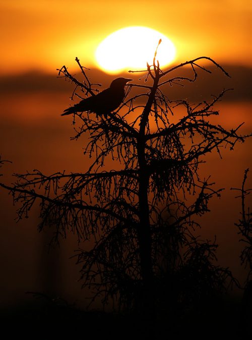 A raven in a tree as the sun rises over Winnipeg, seen from Westview Park, aka Garbage Hill, Saturday, June 6, 2015. (TREVOR HAGAN/WINNIPEG FREE PRESS)