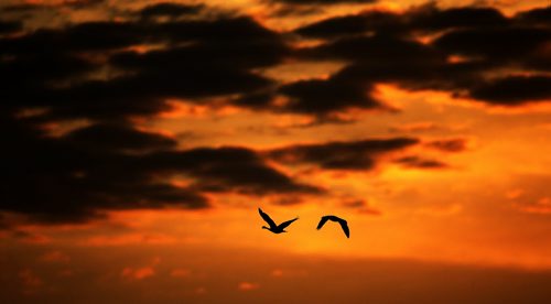 A pair of geese fly over Winnipeg in front of the sunrise, seen from Westview Park, aka Garbage Hill, Saturday, June 6, 2015. (TREVOR HAGAN/WINNIPEG FREE PRESS)