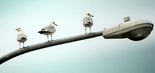 A colony of seagulls embrace the muggy weather in north east Winnipeg. Today it's supposed to reach a blistery 29 degrees celsius. BORIS MINKEVICH/WINNIPEG FREE PRESS June 8, 2015