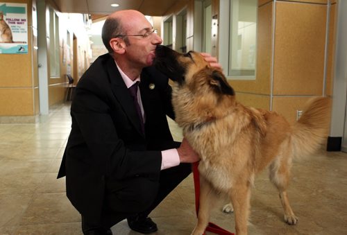 NEW CEO FOR WINNIPEG HUMANE SOCIETY - Javier Schwersensky is welcomed by Jade, a dog that is up for adoption. BORIS MINKEVICH/WINNIPEG FREE PRESS June 8, 2015