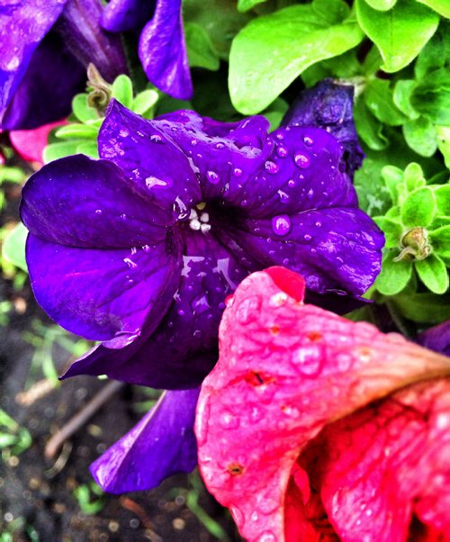 Some wave petunias woke up to some light rain this morning in Winnipeg. With a high of 25c and no more rain in sight, the beautiful little flowers will grow like crazy today. BORIS MINKEVICH/WINNIPEG FREE PRESS  JUNE 9, 2015