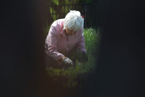 Gloria Smythe pulls weeds from her garden at the St. James Horticultural Society Garden Plots on Silver Ave. Tuesday morning.  Standup photo    June 09, 2015 Ruth Bonneville / Winnipeg Free Press