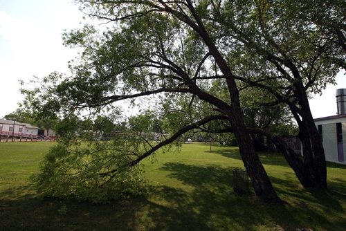 LOCAL -Some soccer fields around the city shot for story on neglect of such public areas. Bord-Aire Commnity Centre at 471 Hampton St. has some big trees that hang over and have some damage. BORIS MINKEVICH/WINNIPEG FREE PRESS June 9, 2015