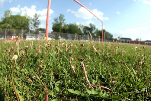 LOCAL -Some soccer fields around the city shot for story on neglect of such public areas. The dandelions at JB Mitchell School soccer fields, 1720 St Jean Brebeuf Pl. , are abundant. BORIS MINKEVICH/WINNIPEG FREE PRESS June 9, 2015
