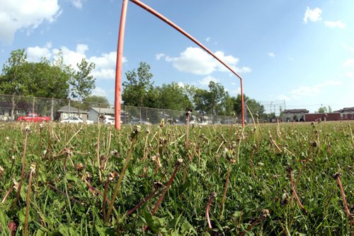LOCAL -Some soccer fields around the city shot for story on neglect of such public areas. The dandelions at JB Mitchell School soccer fields, 1720 St Jean Brebeuf Pl. , are abundant. BORIS MINKEVICH/WINNIPEG FREE PRESS June 9, 2015