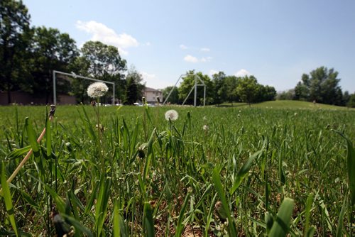LOCAL -SOCCER FIELDS - Swindon Oaks Park. Grass needs to be cut. Dandelions everywhere. BORIS MINKEVICH/WINNIPEG FREE PRESS June 10, 2015
