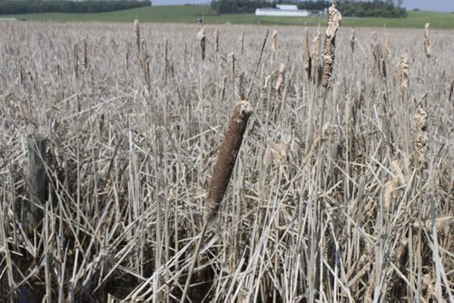 Bulrushes and cattail from last year that will be harvested for biofuel by Oak Ridge Hutterite Colony. BILL REDEKOP/WINNIPEG FREE PRESS June 8,¤ 2015