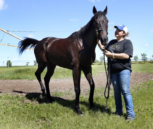 Zdeno, a Free Press Stakes favourite and Groom Lisa Smith at the  Assiniboia Downs  backstretch Thursday . Former Horse of the Year Zdeno gets first real test on comeback trail in Free Press Stakes on Father's Day.   George Williams  story Wayne Glowacki / Winnipeg Free Press June 18  2015