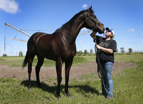 Zdeno, a Free Press Stakes favourite and Groom Lisa Smith at the  Assiniboia Downs  backstretch Thursday .  Former Horse of the Year Zdeno gets first real test on comeback trail in Free Press Stakes on Father's Day.   George Williams  story Wayne Glowacki / Winnipeg Free Press June 18  2015