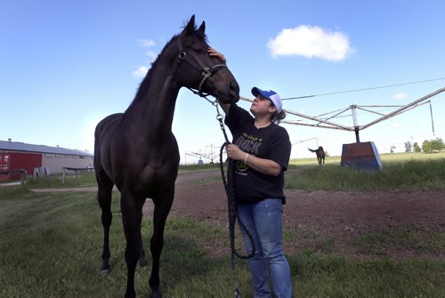 Zdeno, a Free Press Stakes favourite and Groom Lisa Smith at the  Assiniboia Downs  backstretch Thursday .  Former Horse of the Year Zdeno gets first real test on comeback trail in Free Press Stakes on Father's Day.   George Williams  story Wayne Glowacki / Winnipeg Free Press June 18  2015