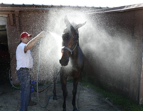 Trainer Jerry Gourneau gives Gold River Rising, a three year old maiden a cool shower before the horse is put on a walker machine at Assiniboia Downs backstretch on a warm Thursday morning. George Williams story   Wayne Glowacki / Winnipeg Free Press June 25  2015