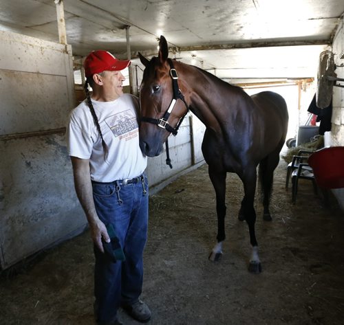 Trainer Jerry Gourneau with Witt Six in a stable at the Assiniboia Downs backstretch Thursday morning. George Williams story   Wayne Glowacki / Winnipeg Free Press June 25  2015