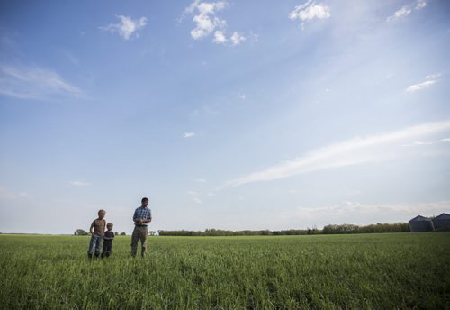 Ian Dyck and his sons, Jonathan (far left) and Matthew, looks out at his flattened crops in Roseisle, Manitoba after a tornado and a severe hailstorm on Saturday, June 27, 2015.  Dyck estimates that at least 1,00 acres of his crops are badly damaged, and some of that is not insured against hail damage. Mikaela MacKenzie / Winnipeg Free Press