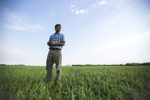 Ian Dyck, farmer, looks out at his flattened crops in Roseisle, Manitoba after a tornado and a severe hailstorm on Saturday, June 27, 2015.  Dyck estimates that at least 1,00 acres of his crops are badly damaged, and some of that is not insured against hail damage. Mikaela MacKenzie / Winnipeg Free Press