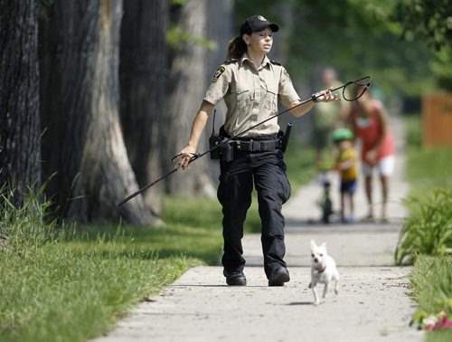 Animal services tries to lasso a chihuahua on Ingersoll near St.Matthews, Sunday, June 28, 2015. (TREVOR HAGAN/WINNIPEG FREE PRESS)