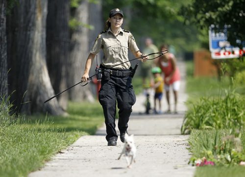 Animal services tries to lasso a chihuahua on Ingersoll near St.Matthews, Sunday, June 28, 2015. (TREVOR HAGAN/WINNIPEG FREE PRESS)
