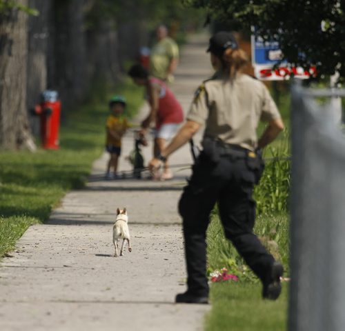 Animal services tries to lasso a chihuahua on Ingersoll near St.Matthews, Sunday, June 28, 2015. (TREVOR HAGAN/WINNIPEG FREE PRESS)
