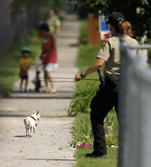 Animal services tries to lasso a chihuahua on Ingersoll near St.Matthews, Sunday, June 28, 2015. (TREVOR HAGAN/WINNIPEG FREE PRESS)