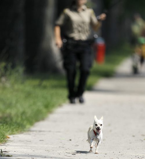Animal services tries to lasso a chihuahua on Ingersoll near St.Matthews, Sunday, June 28, 2015. (TREVOR HAGAN/WINNIPEG FREE PRESS)