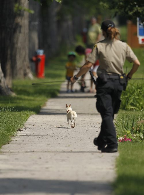 Animal services tries to lasso a chihuahua on Ingersoll near St.Matthews, Sunday, June 28, 2015. (TREVOR HAGAN/WINNIPEG FREE PRESS)