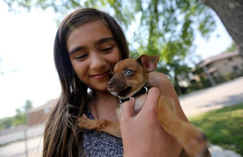 Brandi Soika, 11, holding Daisy, an 8 week old chihuahua, imported from Alabama, at home in River Heights, Sunday, June 28, 2015. (TREVOR HAGAN/WINNIPEG FREE PRESS)