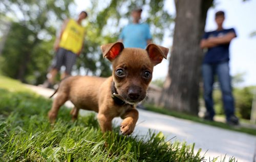 Joshua Soika, his father, John and brother, Jonathon looking over Daisy, an 8 week old chihuahua, imported from Alabama, at home in River Heights, Sunday, June 28, 2015. (TREVOR HAGAN/WINNIPEG FREE PRESS)