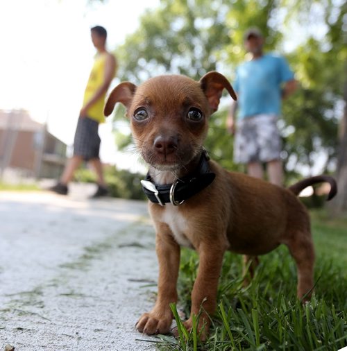 Joshua Soika, and his father, John, looking over Daisy, an 8 week old chihuahua, imported from Alabama, at home in River Heights, Sunday, June 28, 2015. (TREVOR HAGAN/WINNIPEG FREE PRESS)