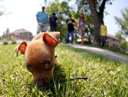 John Soika with his family, Jonathon, Jacob, Brandi, and Joshua, looking over their new puppy, Daisy, an 8 week old chihuahua, imported from Alabama, at home in River Heights, Sunday, June 28, 2015. (TREVOR HAGAN/WINNIPEG FREE PRESS)