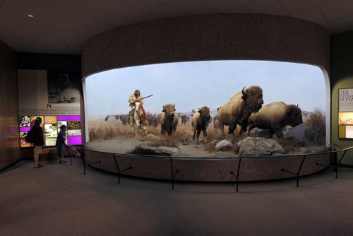 The Manitoba Museum. The Bison scene as you first enter the museum. BORIS MINKEVICH/WINNIPEG FREE PRESS July 1, 2015