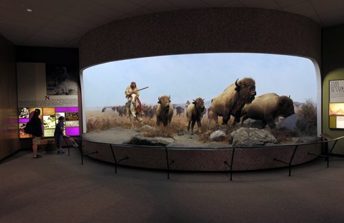 The Manitoba Museum. The Bison scene as you first enter the museum. BORIS MINKEVICH/WINNIPEG FREE PRESS July 1, 2015