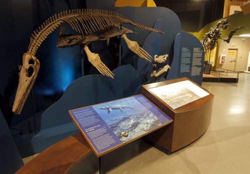 The Manitoba Museum. This part of the museum shows the richness of the prehistoric animals that once inhabited the prairies. BORIS MINKEVICH/WINNIPEG FREE PRESS July 1, 2015