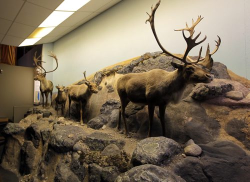 The Manitoba Museum. Manitoba's diverse wildlife is showcased in this section of the museum. Real stuffed animals. BORIS MINKEVICH/WINNIPEG FREE PRESS July 1, 2015
