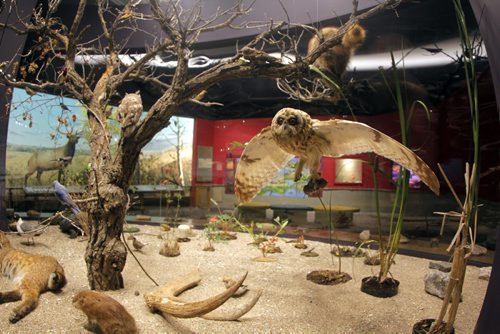 The Manitoba Museum. Manitoba's diverse wildlife is showcased in this section of the museum. Real stuffed animals. BORIS MINKEVICH/WINNIPEG FREE PRESS July 1, 2015