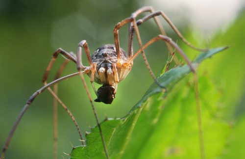 Breakfast- A spider eats its prey in the English Garden at Assiniboine Park Friday-Standup Photo- July 03, 2015   (JOE BRYKSA / WINNIPEG FREE PRESS)
